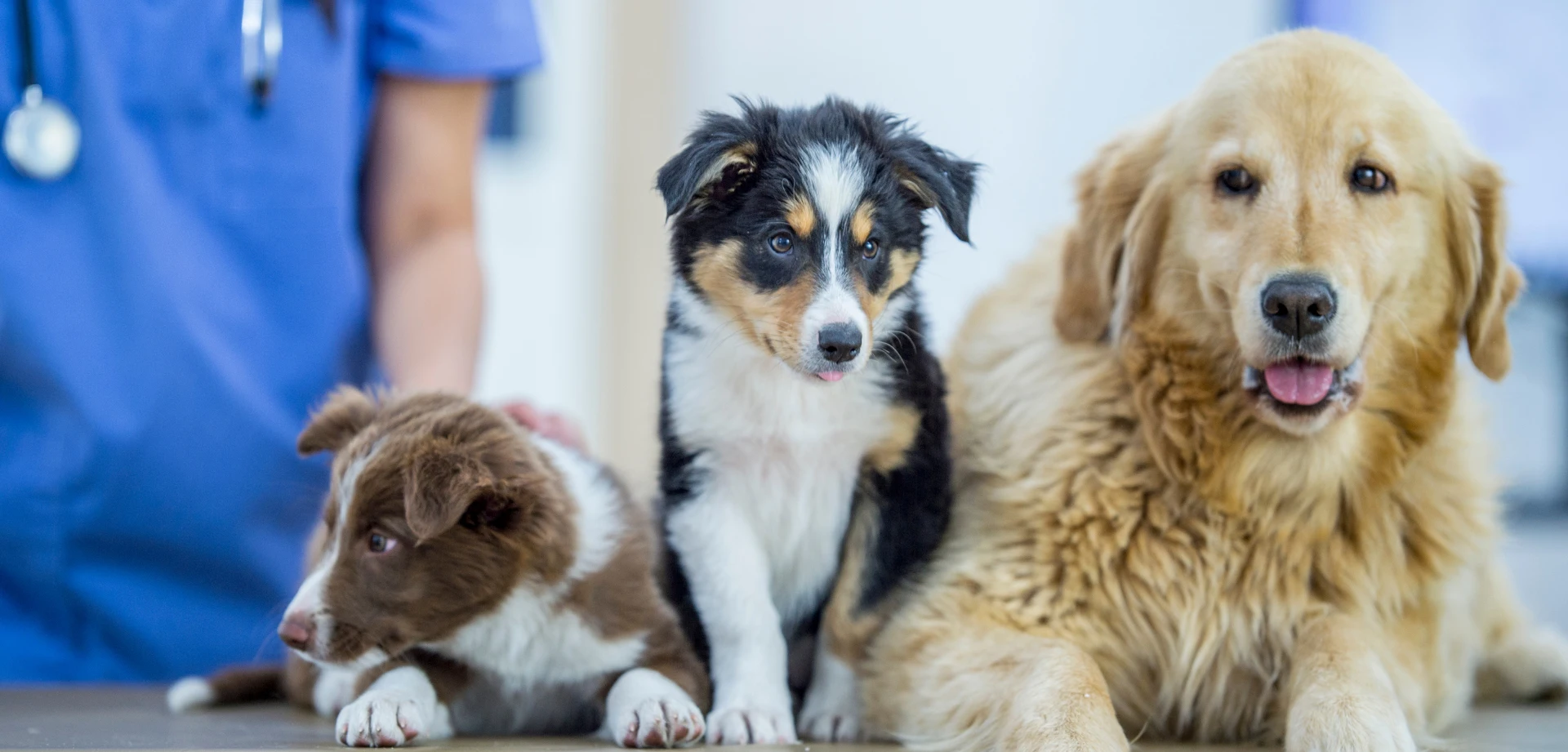 Conheça 15 Frutas que Cachorro Pode Comer