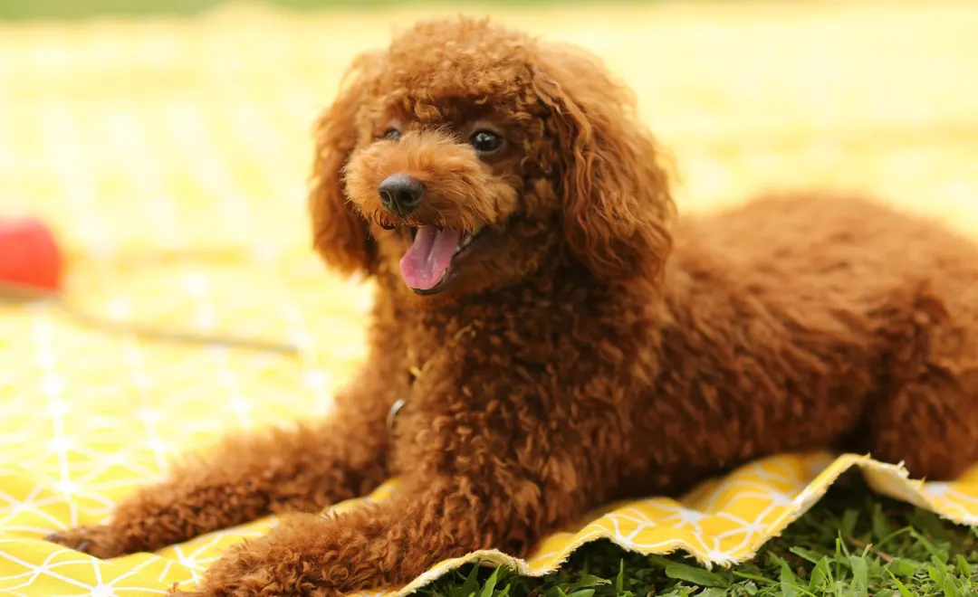 Uso Consciente de Antibióticos em Cães e Gatos: Um Compromisso com a Saúde Animal e Humana