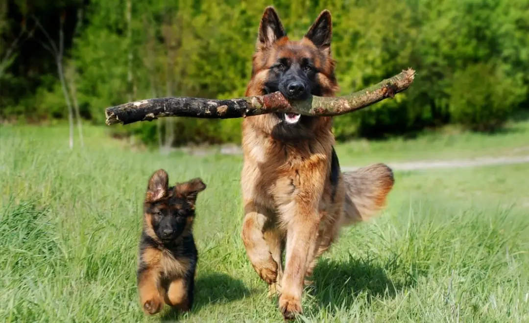 Dermatite por Picada de Pulga em Cães: Como Identificar e Controlar a DAPP