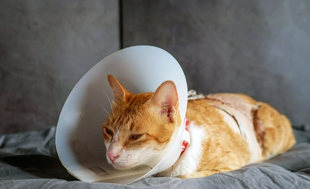 Imunodeficiência em Gatos: Entenda os Riscos, os Sinais e Como Proteger Seu Pet