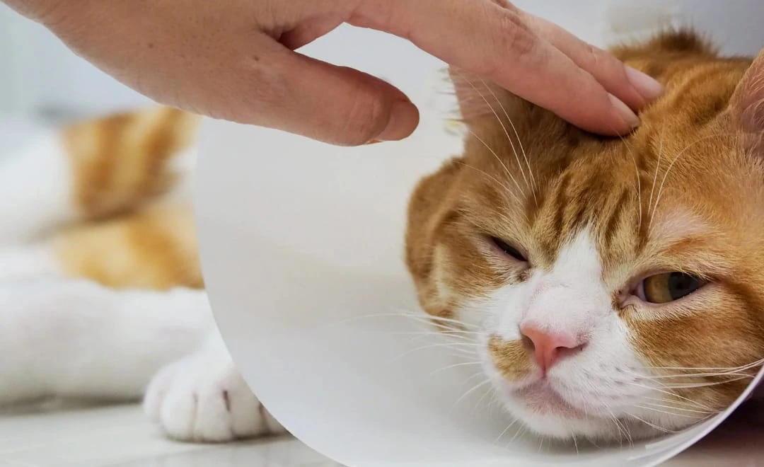 Hemoplasmose Felina: O Que É e Como Proteger Seu Gato Dessa Infecção Silenciosa