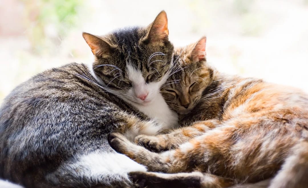 Cuidados Essenciais com os Animais de Estimação Durante e após a Páscoa
