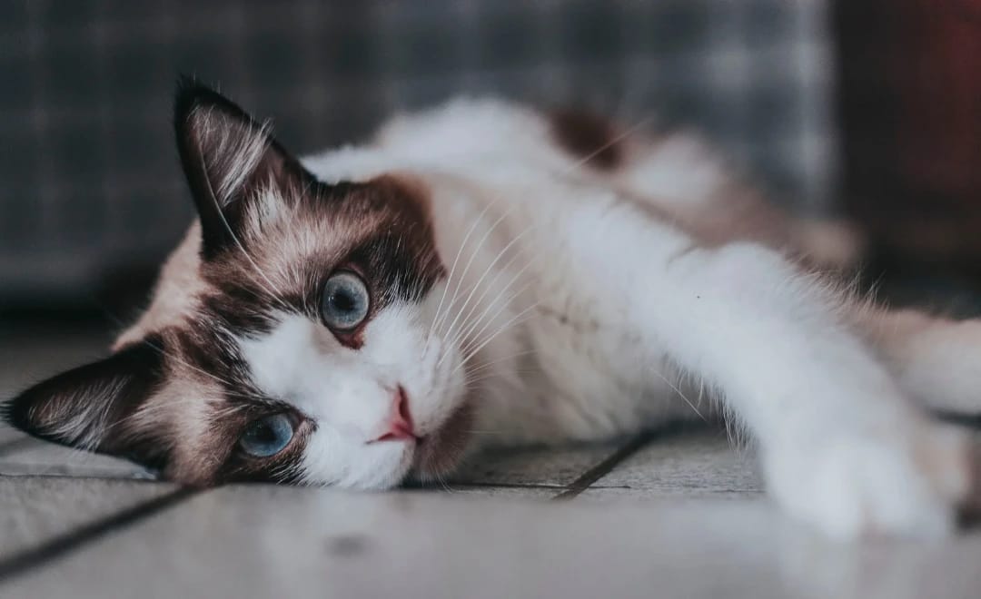 Nutrição Animal: Cuidar da Alimentação é Cuidar da Saúde