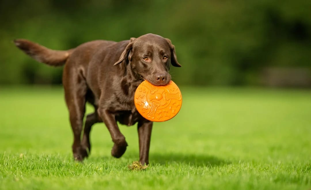 Por que Cachorro Come Mato: Entendendo o Comportamento Canino