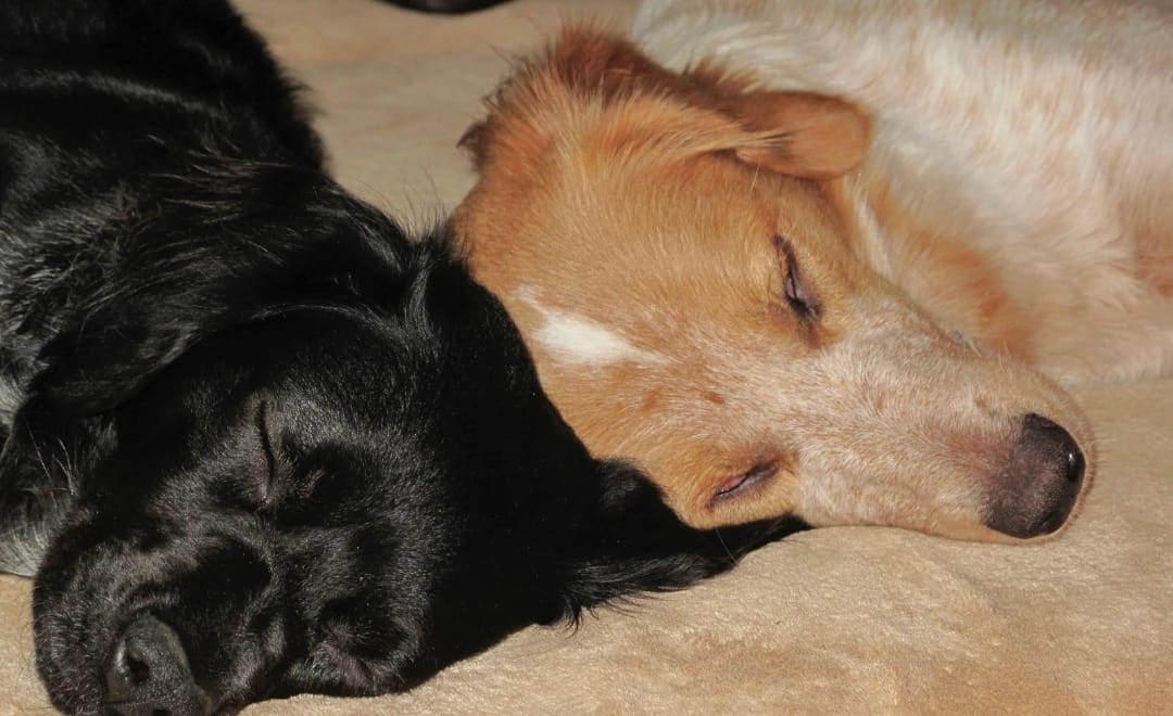 Problemas Renais em Pets: Como Proteger Cães e Gatos com Envelhecimento Saudável