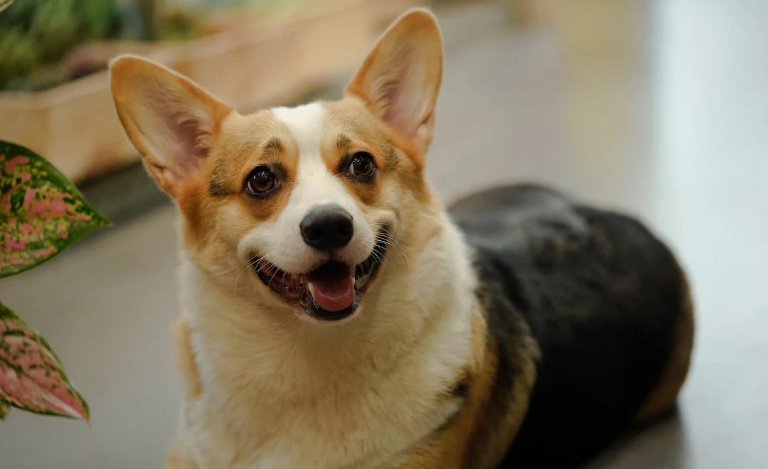 Seu Pet no Outono: Como Garantir Saúde e Conforto Durante a Estação