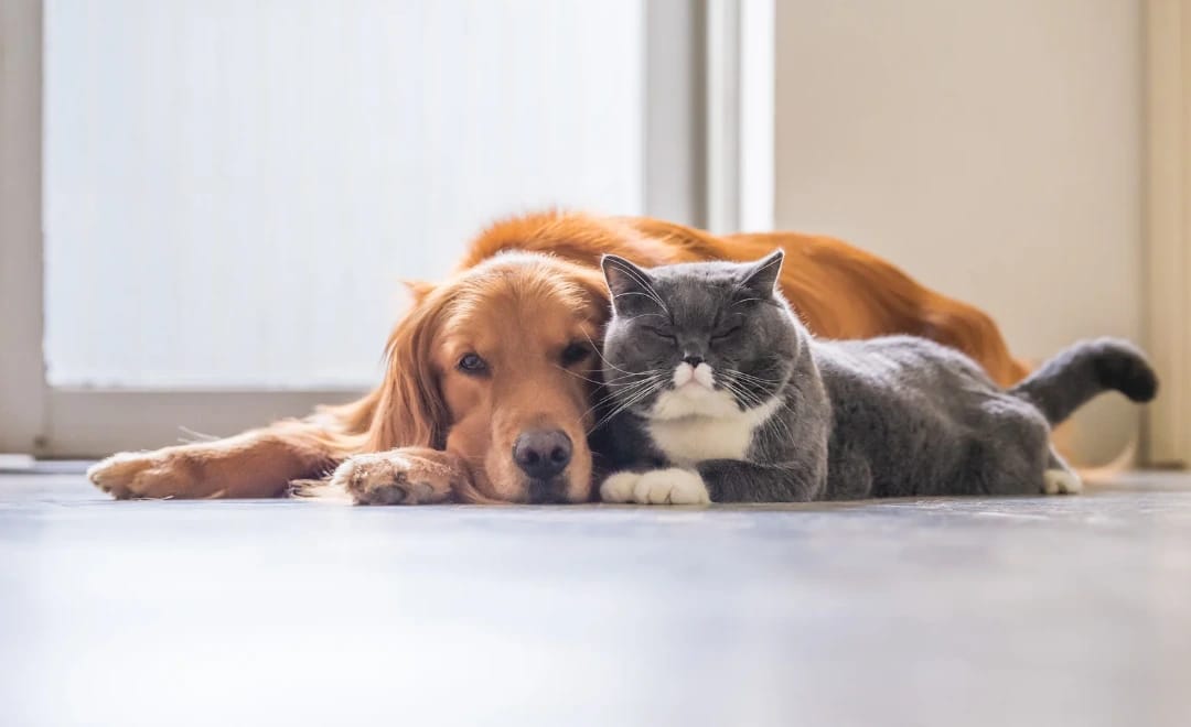 Visão Canina: Entendendo como os cães enxergam o mundo