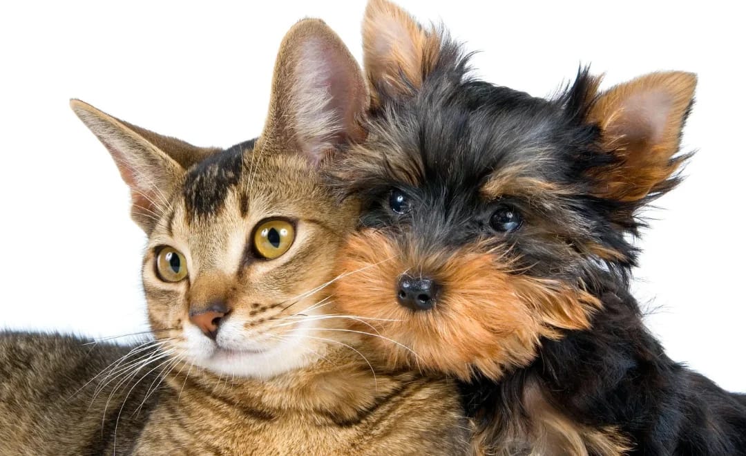 Cardiopatia em Cães: Tipos, Causas, Sintomas e Tratamento