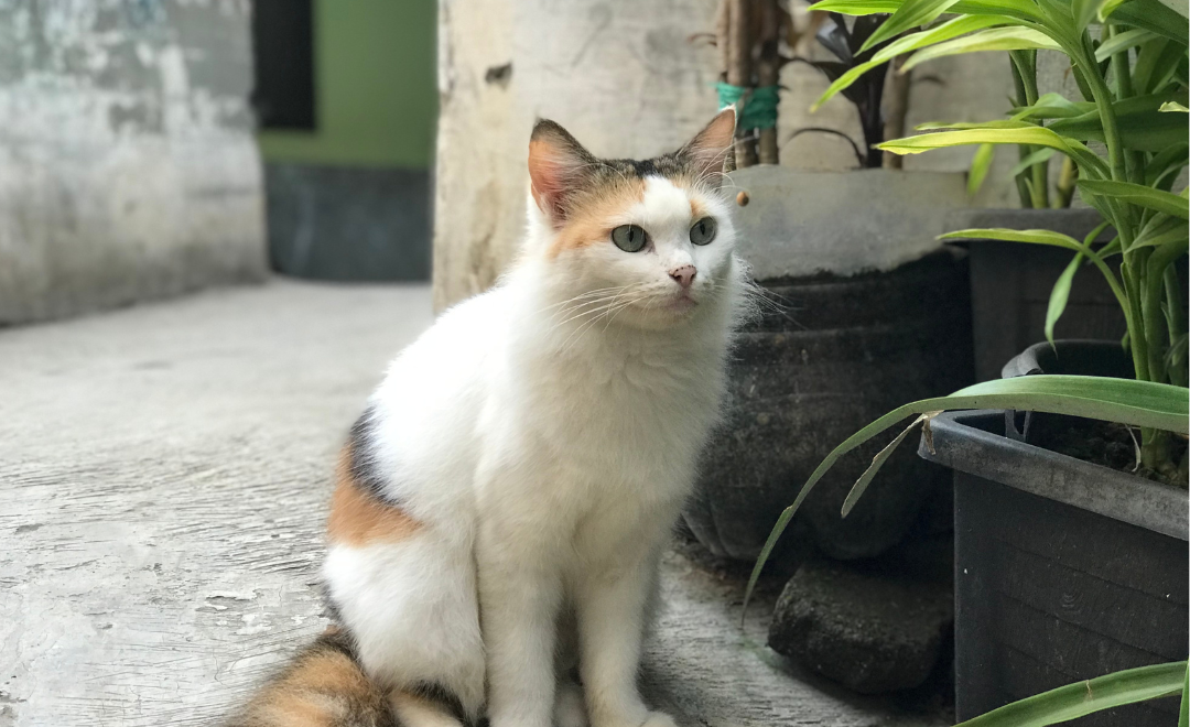 Como Proteger Seu Gato Contra Parasitas Externos o Ano Todo