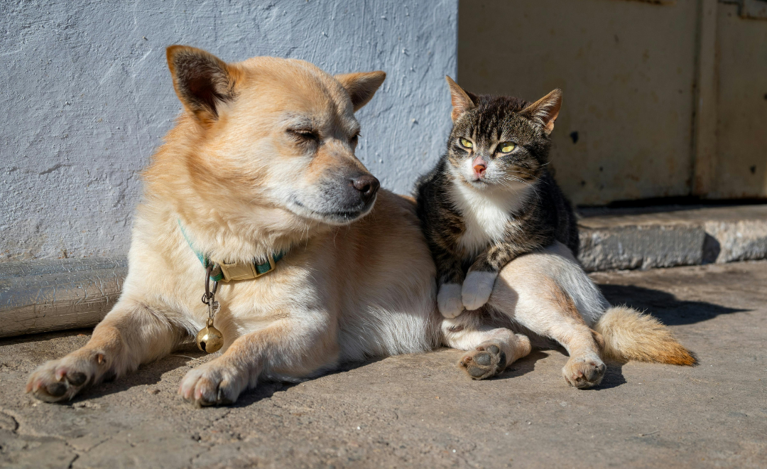 Diabetes Canina: O Que É, Como Identificar e Quais os Cuidados Necessários