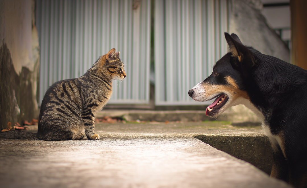 Problemas Renais em Pets: Como Proteger Cães e Gatos com Envelhecimento Saudável