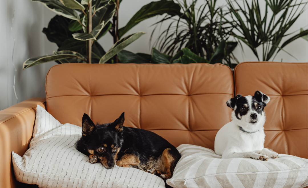 A Importância do Check-up Preventivo para a Saúde do Seu Pet