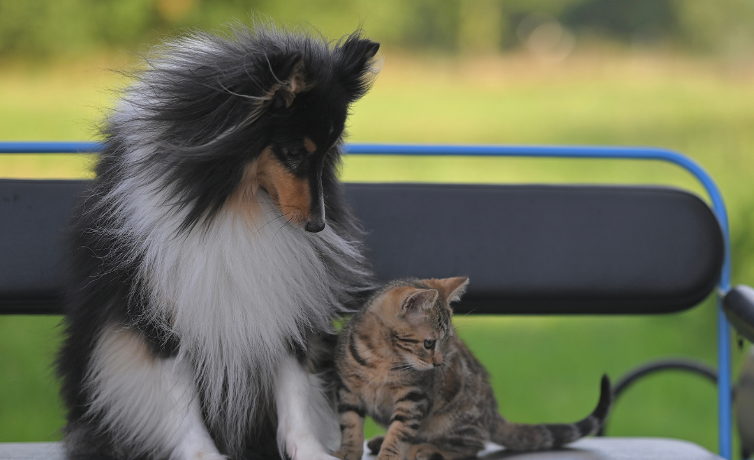 Cachorro com Ansiedade: Sintomas, Causas e Tratamento