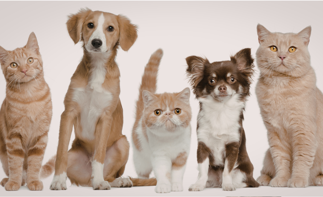 Vômito Amarelo em Cachorros: Causas e O que Fazer