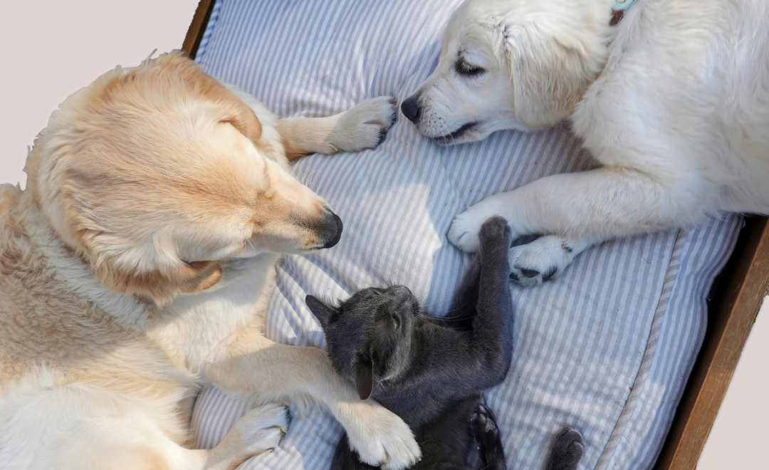 O que é Eletrocardiograma em Cães e Gatos?
