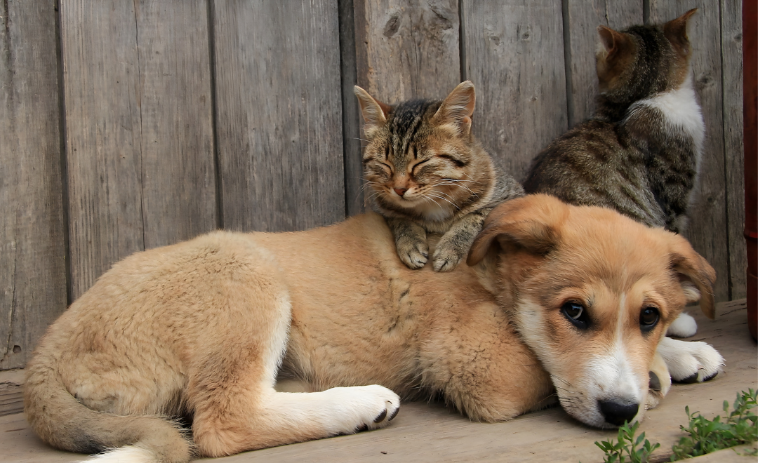Câncer em Cães: Entenda os Sintomas e Como Prevenir