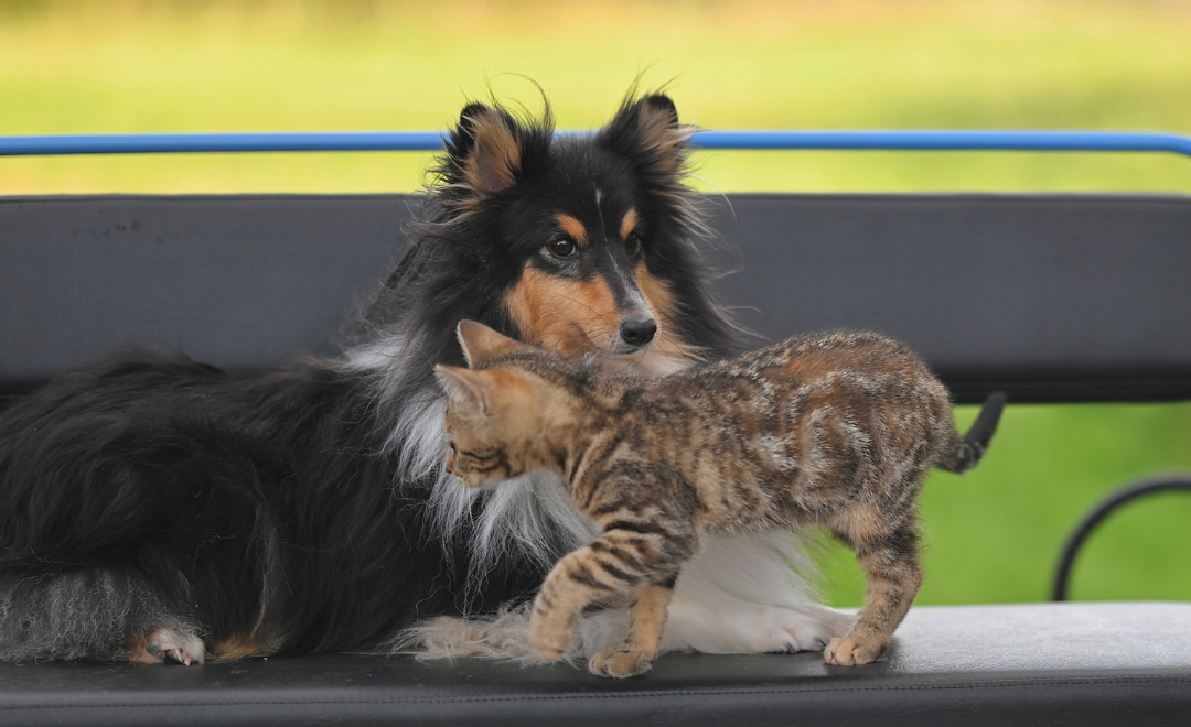 Medicamentos Proibidos para Cães e Gatos