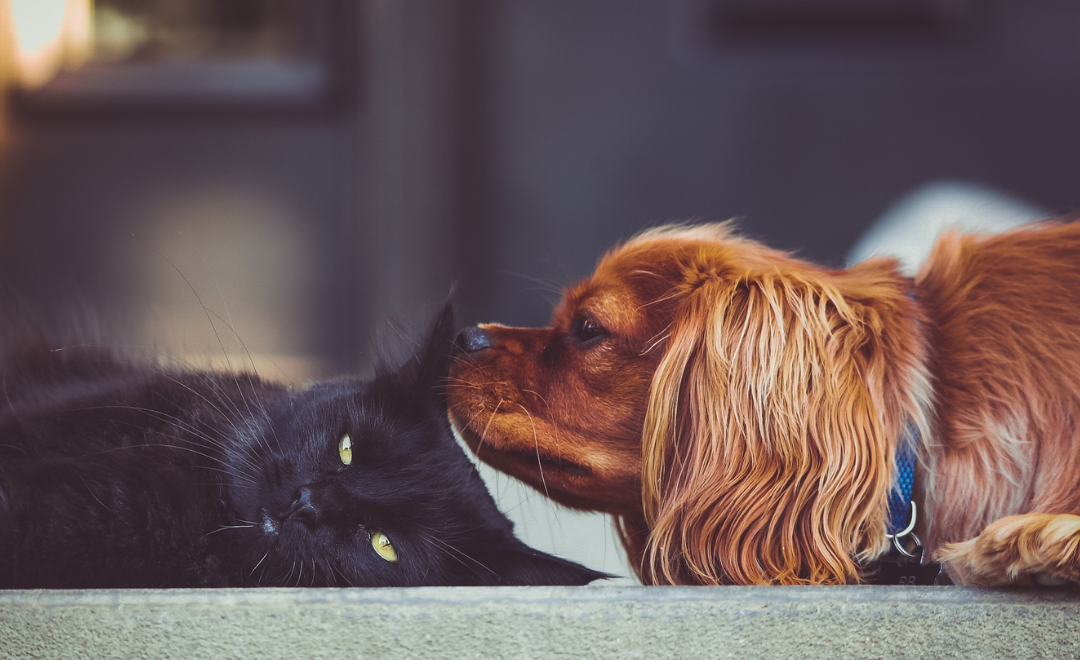 Quimioterapia em Animais: Entendendo o Tratamento Oncológico Veterinário