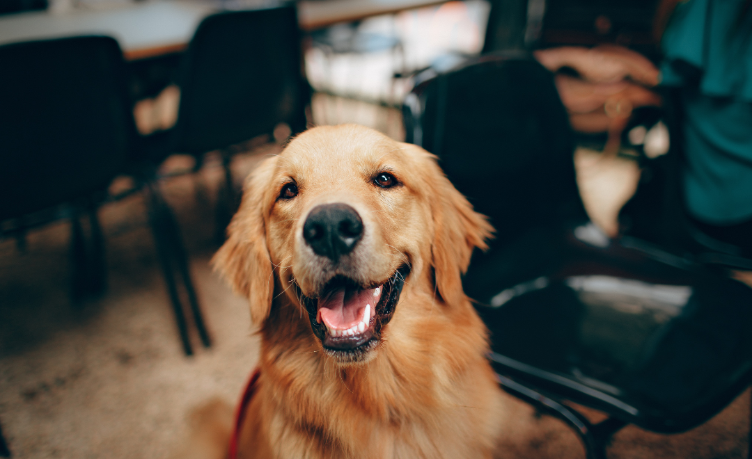 Por que os Cachorros Lambem os Donos? Entenda este Comportamento