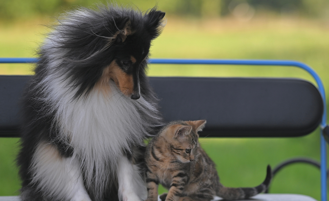 O Impacto da Alimentação na Vida dos Animais: Saúde, Longevidade e Bem-Estar