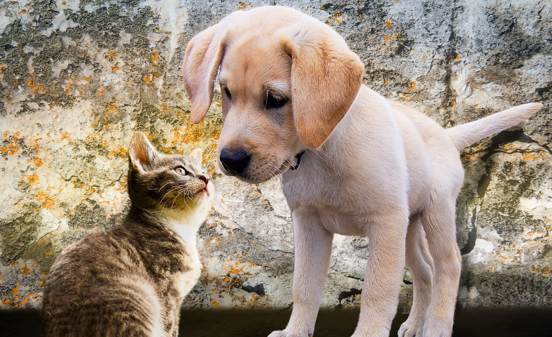 Transfusão de Sangue em Animais: Tudo o que Você Precisa Saber
