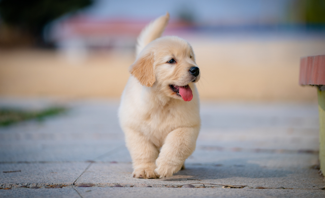 Anemia em Cães: Sintomas, Causas e Tratamento