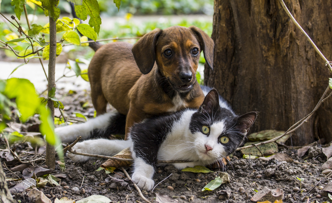 Obesidade em Cães e Gatos: Como Saber se Seu Pet Está Acima do Peso e Por Que Isso É Tão Perigoso