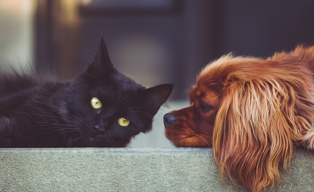 Doença Renal Crônica em Animais: Sintomas, Causas e Cuidados