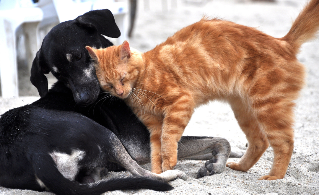 Mau Hálito em Cães e Gatos: Quando o Problema Pode Ser Muito Mais do Que Tártaro
