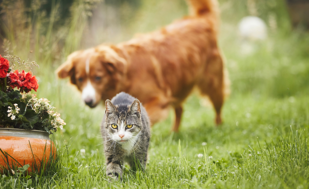 Hipertireoidismo Felino: O Que é e Como Cuidar do Seu Gato