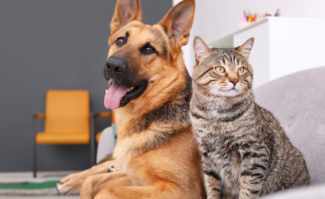 Check-up Veterinário: Por Que Seu Pet Deve Fazer Exames Mesmo Parecendo Saudável