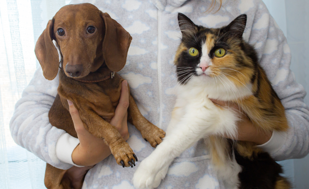 Doenças Cardíacas em Cães e Gatos: Quais São os Primeiros Sinais e Quando Procurar um Veterinário?