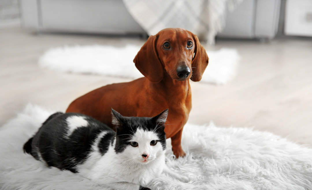 Intoxicação em Cães e Gatos: Conheça os Produtos Mais Perigosos Dentro de Casa